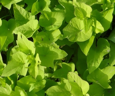 ����������ջ�ʱ��