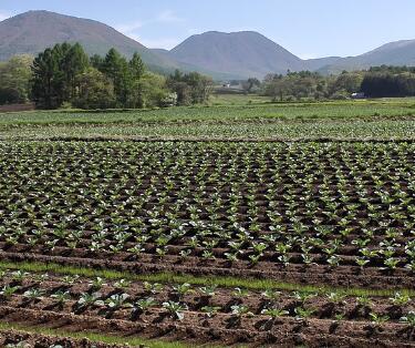 1���Ϸ������ʺ���ֲʲô�߲�Ʒ��