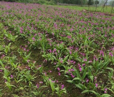 2017����ֲʲôҩ��ǰ������׬Ǯ