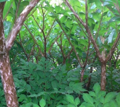 2017����ֲħ��ǰ��