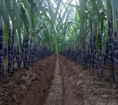 2017年种植甘蔗前景3