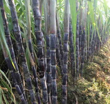 2017年种植甘蔗前景3