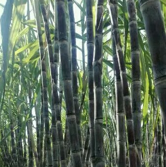 2017年种植甘蔗前景