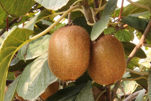 ⨺�����ֲǰ��-��ͼ��