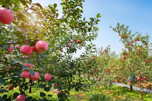 苹果种植前景-摄图网