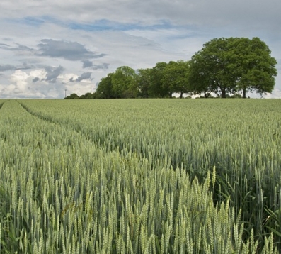 2017����ʳ��ʲô�� 