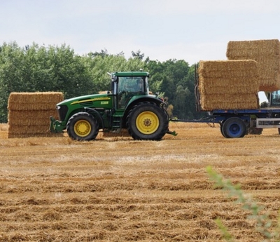 2017����ʳ��ʲô�� 