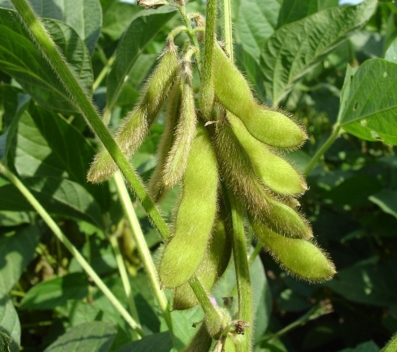 2017����ʳ��ʲô�� 