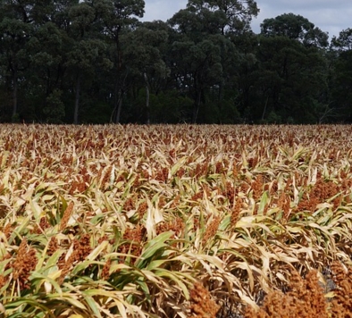 2017�������ֲ����