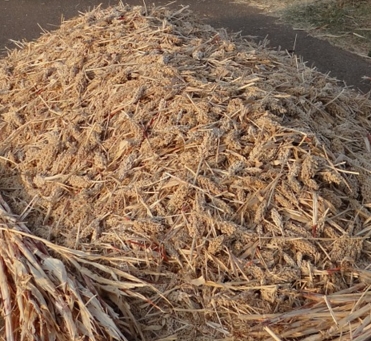 2017�������ֲ����