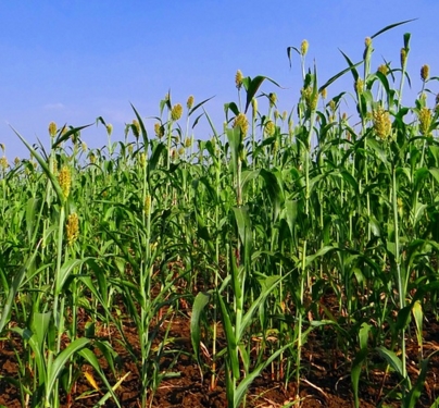 2017�������ֲ����