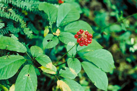 2017����ҩ����ֲǰ��