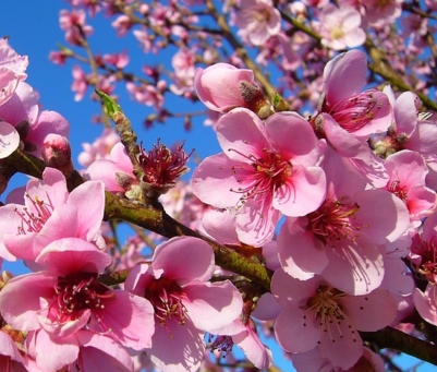 2017��������ֲǰ��ÿĶ����