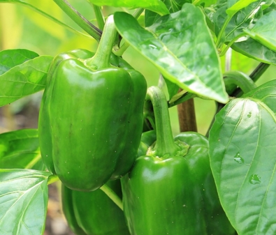 2017年种植辣椒前景