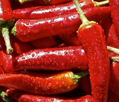 2017年种植辣椒前景