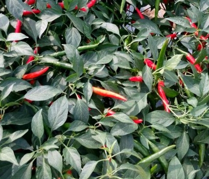 2017年种植辣椒前景