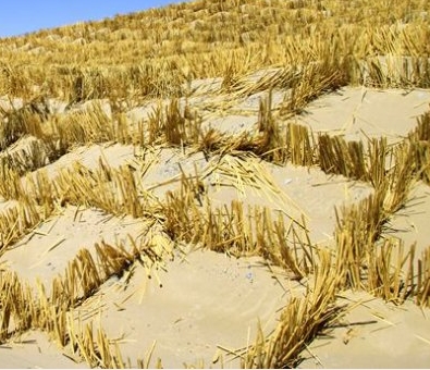 ��ҩ����ֲ����