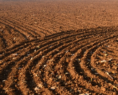 ��ҩ����ֲ����