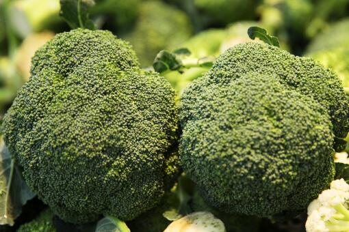 ��������ֲǰ��-��ͼ��