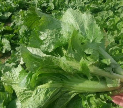 �����һ��ʲô�߲�