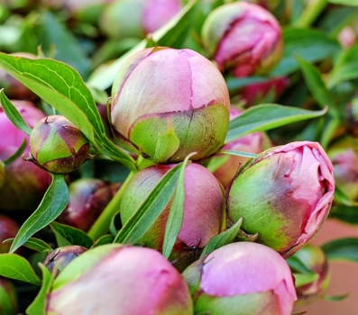 ĵ����ʲô���ڿ���