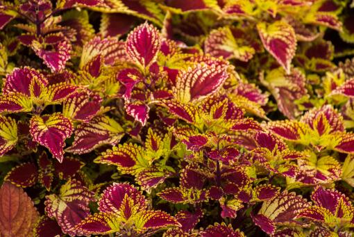 �ʺ���̨��ֲ��ҩ������Щ-��ͼ��