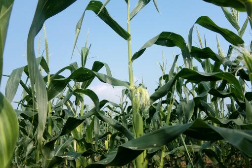 ���׼��������-��ͼ��