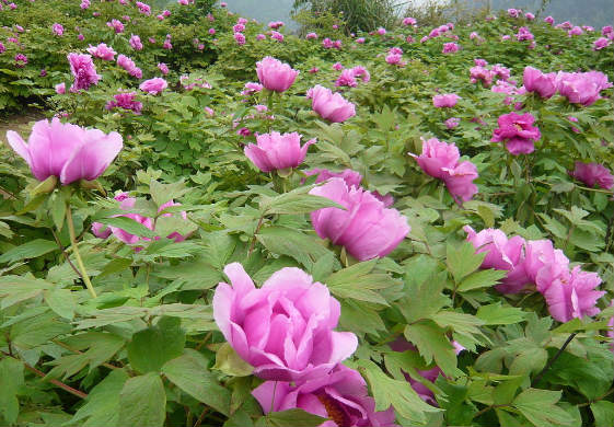 牡丹