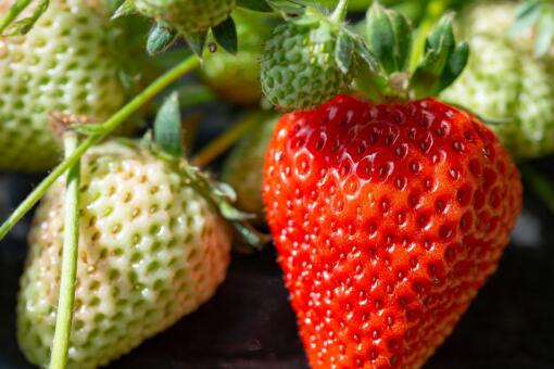 ��ʲôƷ�ֵĲ�ݮ׬Ǯ-��ͼ��