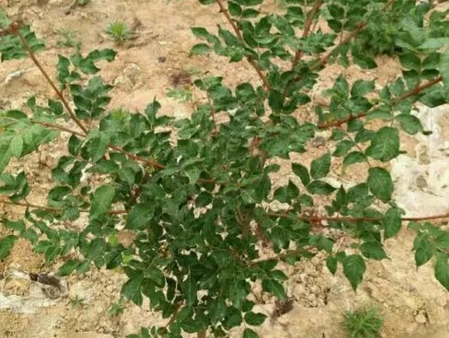 ��������ʲôʱ����ֲ����