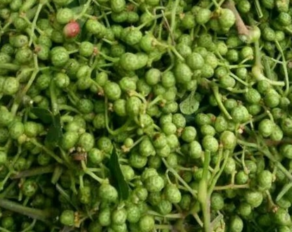 ��������ʲôʱ����ֲ����