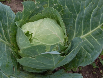 2�·��ʺ���ʲô��