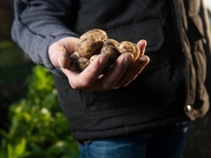 2017�������۸�����