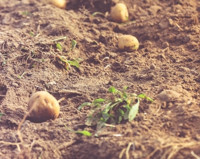 2017�������۸�����