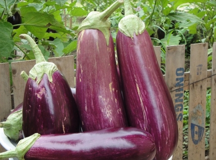 ������ֲʱ��