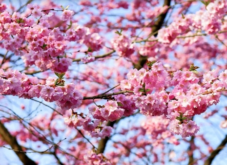 2017���人����ӣ���ڼ����ӣ����ʱ��