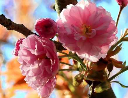 2017���人����ӣ���ڼ����ӣ����ʱ��