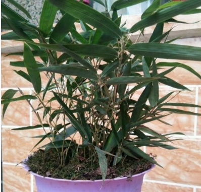 �ϱ�������ʲôʱ������