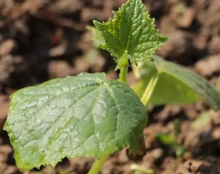 �ƹ���ʲôʱ������