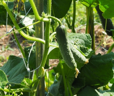 �ƹ���ʲôʱ������