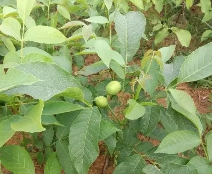 ������ʲôʱ��������ֲ