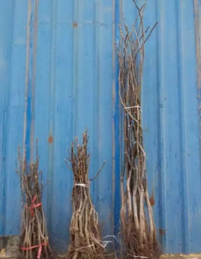 ���������Ǯһ��