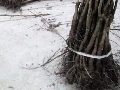 ���������Ǯһ��