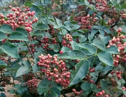 ��������ʲôʱ������