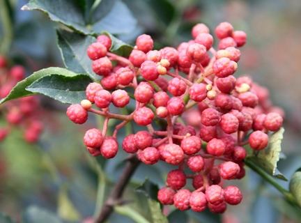 �������ĸ�Ʒ�ֺ�