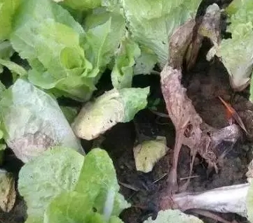 小白菜雨水过后出现烂叶死株