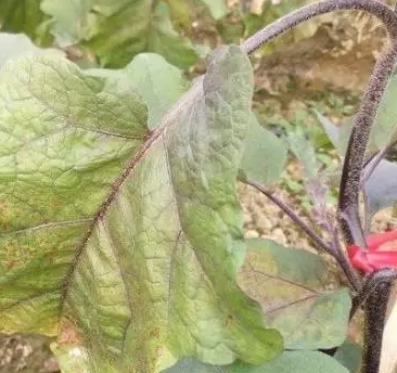 小白菜雨水过后出现烂叶死株
