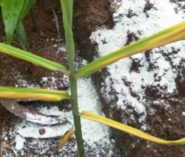 小白菜雨水过后出现烂叶死株