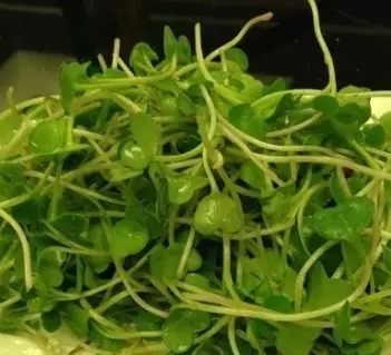 �㴻��������ֲ����