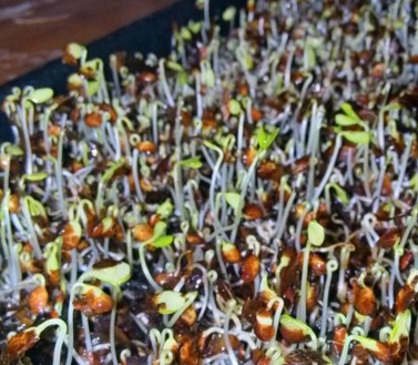 �㴻��������ֲ����